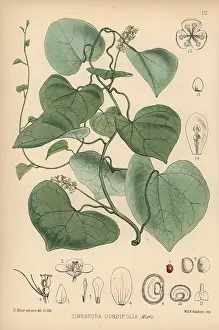 Hanhart: Gulanchi, Tinospora sinensis