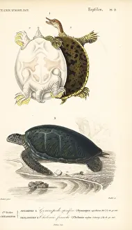 Dorbigny: Gulf coast spiny softshell turtle and endangered