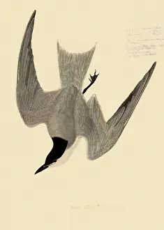 Dives: Gull-Billed Tern