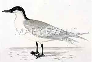 Sterna: GULL-BILLED TERN (MORRIS