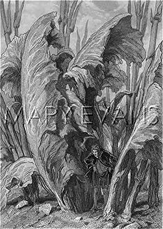 Brobdingnag: GULLIVER/SORREL PLANT