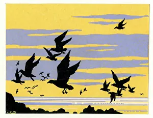 Seagulls: Gulls in Flight