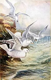 Glaucus: GULLS FLYING OFF CLISS