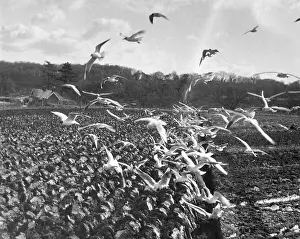 Flocking: GULLS IN PLOUGHED FIELD