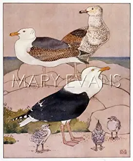 Canus: GULLS WITH YOUNG