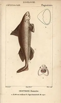 Gulper: Gulper shark, Centrophorus granulosus