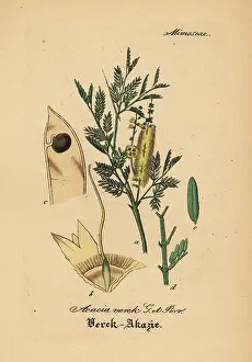 Khor: Gum arabic tree, Acacia senegal