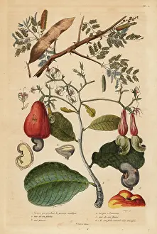 Pommes: Gum arabic tree and cashew tree