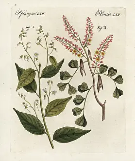 Kinder: Gum benjamin tree and logwood