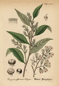 Styrax: Gum benjamin tree, Styrax benzoin