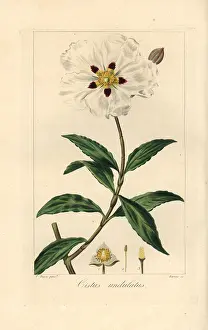 Cistus: Gum cistus, wavy leaved variety, Cistus ladaniferus