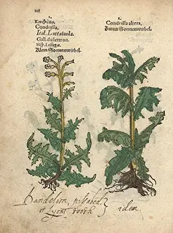 Lonicer: Gum succory species, Chondrilla juncea