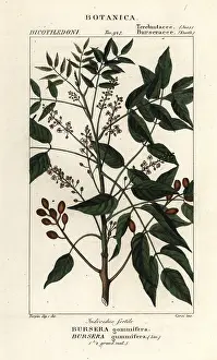 Stanghi: Gumbo-limbo, Bursera simaruba