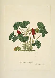 Endeavour: Gunnera magellanica, gunnera