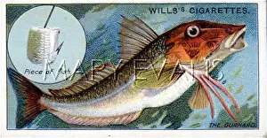 Gurnard: GURNARD WITH BAIT/1910
