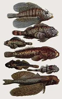 Seba: Gurnard and Other Fish
