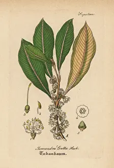 Gutta: Gutta-percha, Palaquium gutta