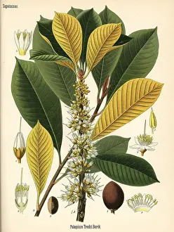 Percha: Gutta percha, Palaquium gutta