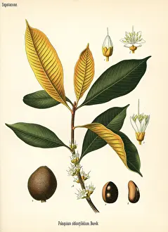 Percha: Gutta percha, Palaquium gutta