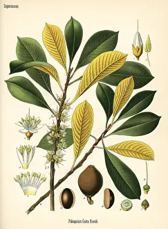 Percha: Gutta percha, Palaquium gutta