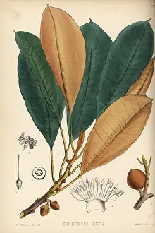 Hanhart: Gutta percha or taban, Palaquium gutta