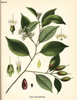 Percha: Gutta percha tree, Payena leerii