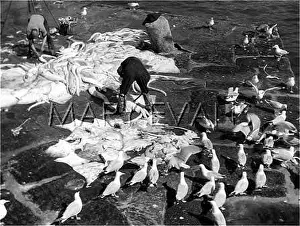 Gutting: GUTTING THE CATCH
