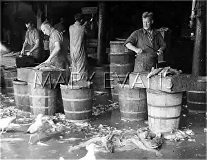 Gutting: GUTTING & PACKING FISH