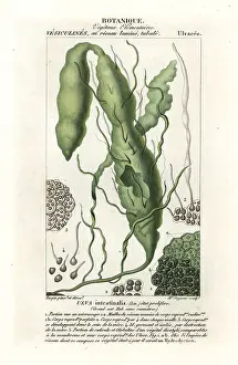 Sulcata: Gutweed or grass kelp, Ulva intestinalis