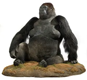 Simia: Guy (1946-1978), a western lowland gorilla