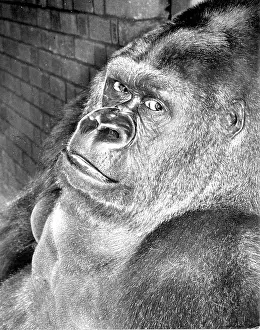 Gorilla: Guy the Gorilla - London Zoo