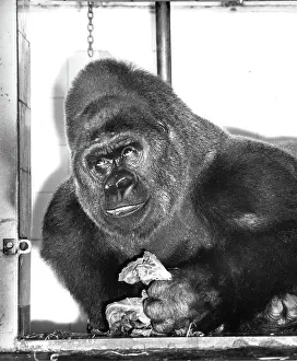 Gorilla: Guy the Gorilla - London Zoo