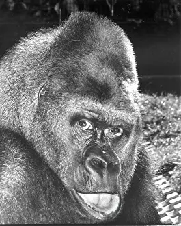 Guy the Gorilla - London Zoo