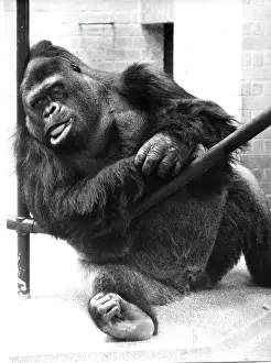 Gorilla: Guy the Gorilla - London Zoo