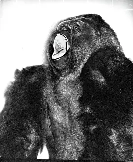 Gorilla: Guy the Gorilla - London Zoo
