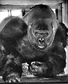 Gorilla: Guy the Gorilla - London Zoo