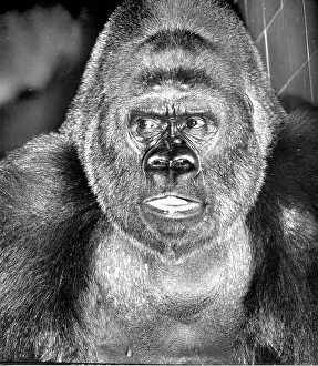 Gorilla: Guy the Gorilla - London Zoo
