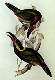 Guyana: Guyana Toucanet, Selenidera culik