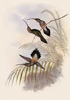 Hermit: Guy's Hermit, PhaEothornis Guy