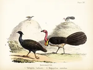 Ornithologist: Gweela and orange-footed scrubfowl
