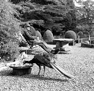Birdbath: Gwydir Castle, Peacock & Gardener
