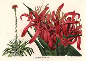 Excelsa: Gymea lily, Doryanthes excelsa