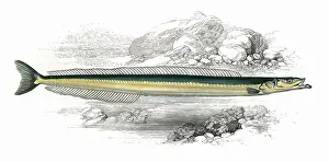 Ammodytes: Gymnammodytes cicerelus, or Mediterranean Sand Eel