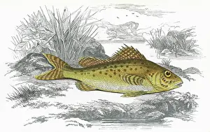 Ruffe: Gymnocephalus cernua, or Eurasian Ruffe