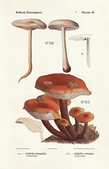 Bessin: Gymnopus dryophilus and enokitake
