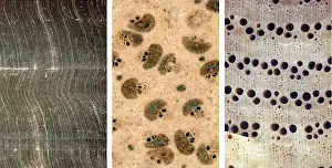 Kenrick: Gymnosperm, palm & angiosperm