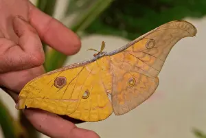 Antheraea: Gynandromorph Antheraea frithi, silkmoth