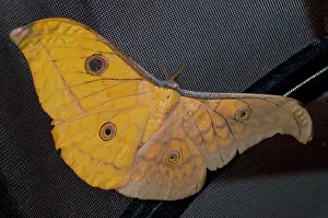 Antheraea: Gynandromorph Antheraea frithi, silkmoth