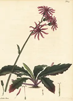 George Hibbert: Gynura pseudochina