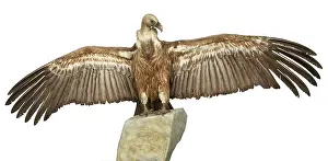 Griffon: Gyps fulvus, Eurasian griffon vulture
